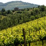 Il Consorzio Tutela Vini Doc Colli Del Trasimeno alla 12° edizione di Corciano Castello Di Vino