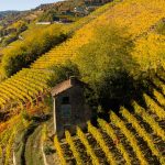 Consorzio Asti DOCG: al via vendemmia Moscato bianco 2024. previsione qualità buona e aumento raccolto +12%