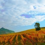 Consorzio Barbera D’Asti e Vini del Monferrato: dai successi del 2024 alle iniziative 2025